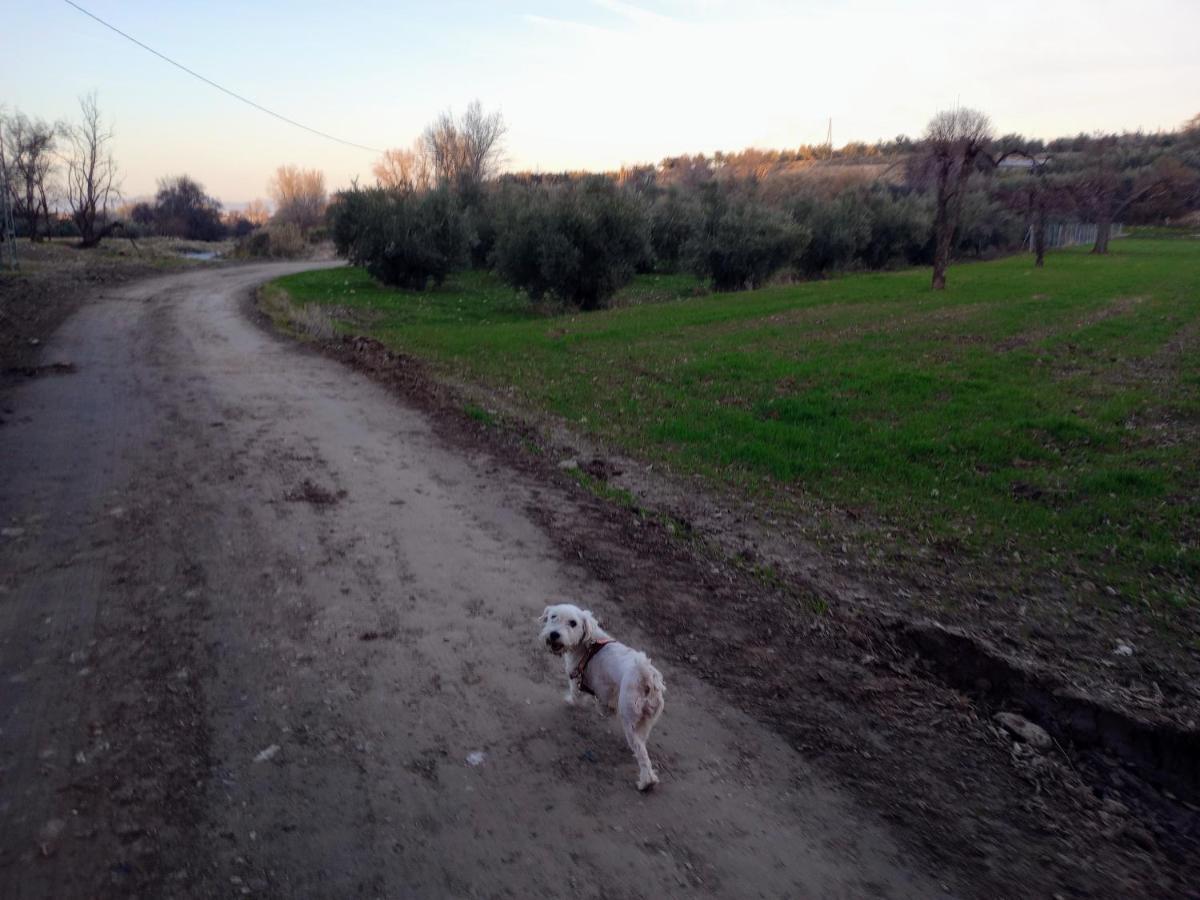 Casa De Campo Los Manueles Ideal Perros Pet Friendly Gojar Exterior foto